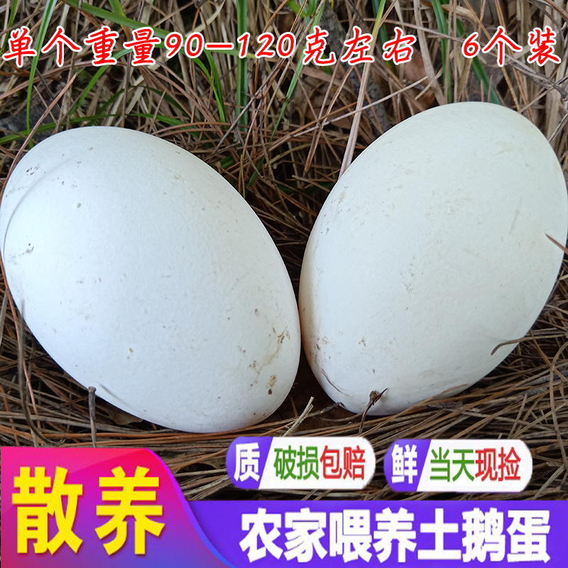 四川土鹅蛋农家散养粮食鹅蛋新鲜鹅蛋初生蛋小鹅蛋孕妇6个包邮