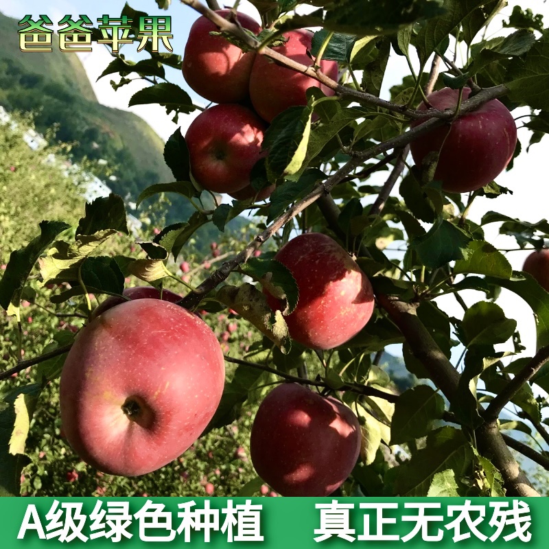 A级绿色种植云南昭通高原红丑苹果富士冰糖心自然熟孕妇宝宝水果