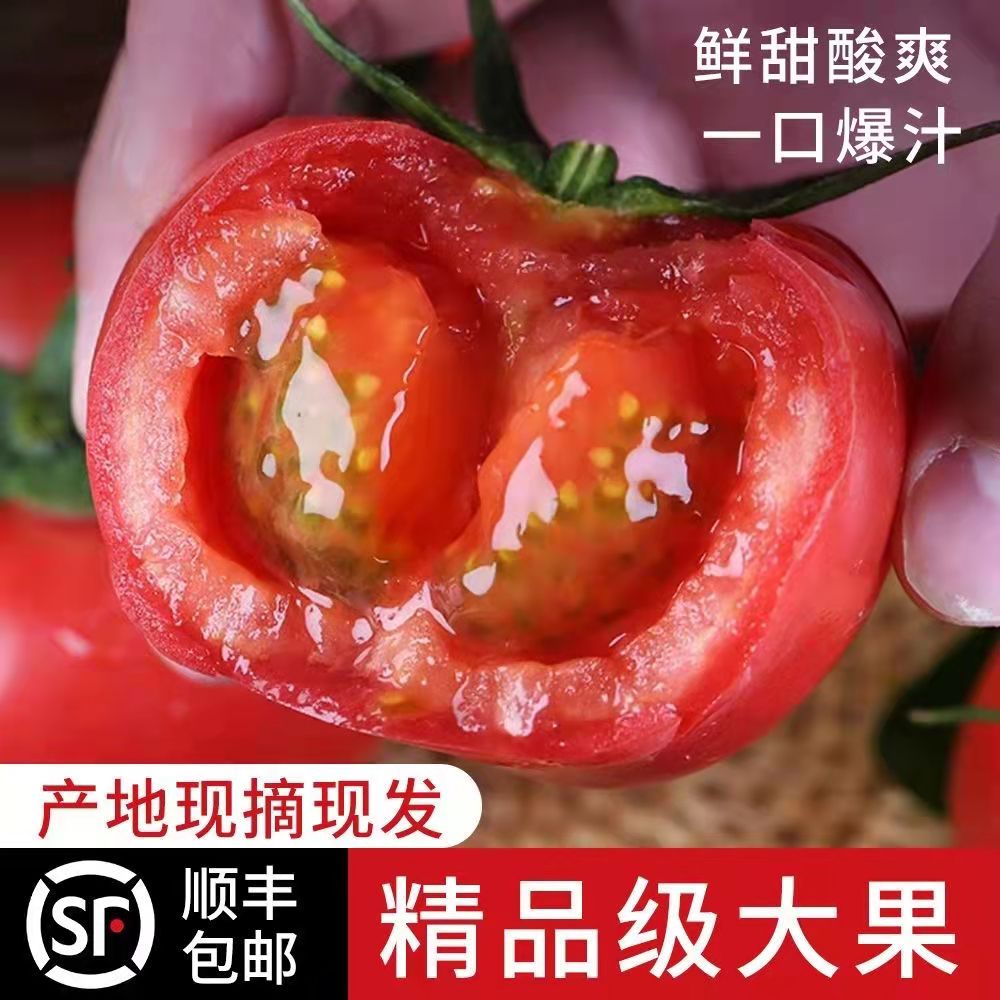 陕西普罗旺斯西红柿孕妇水果新鲜自然熟可生吃当季采摘沙瓤番茄