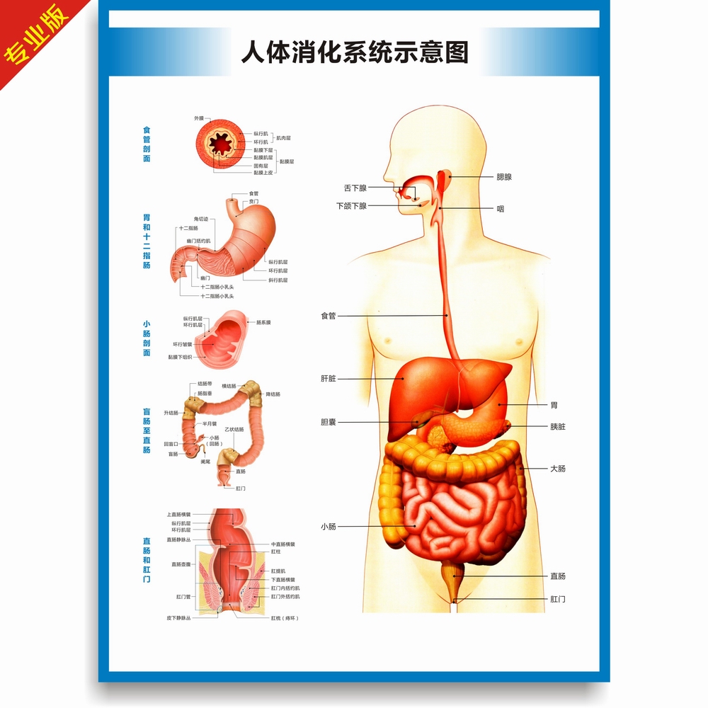 人体消化系统结构图消化系统构造图胃大肠肛门构造图高清医学挂图