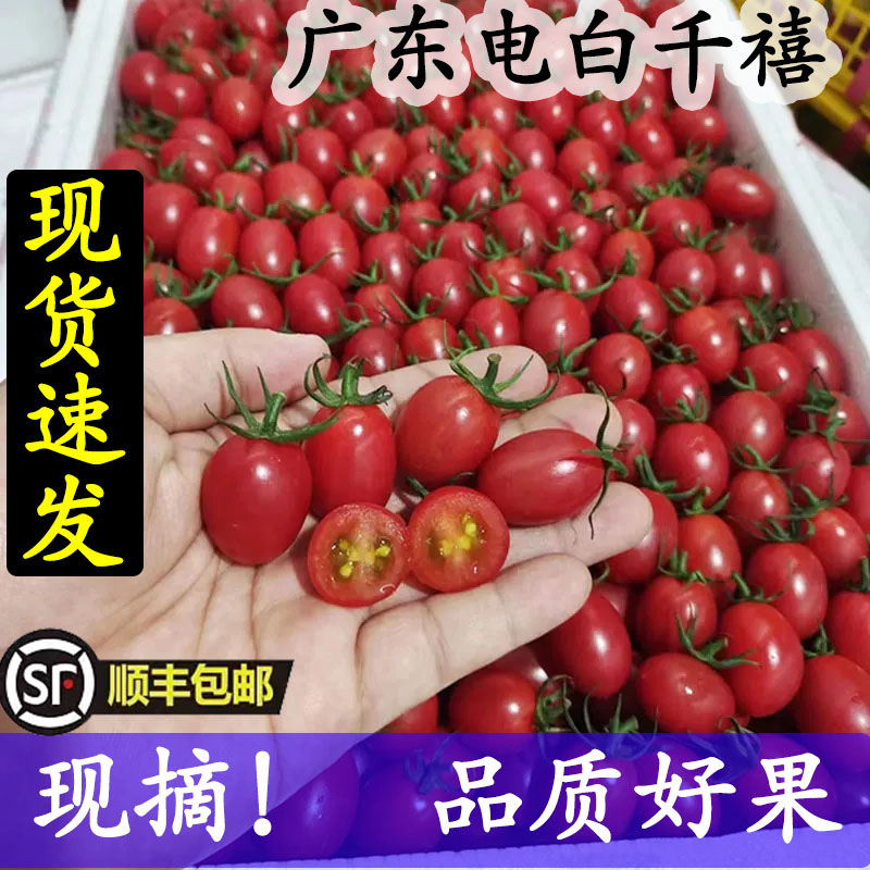 广东正宗电白5斤冰糖千禧果当季小番茄圣女果孕妇新鲜茂名直发