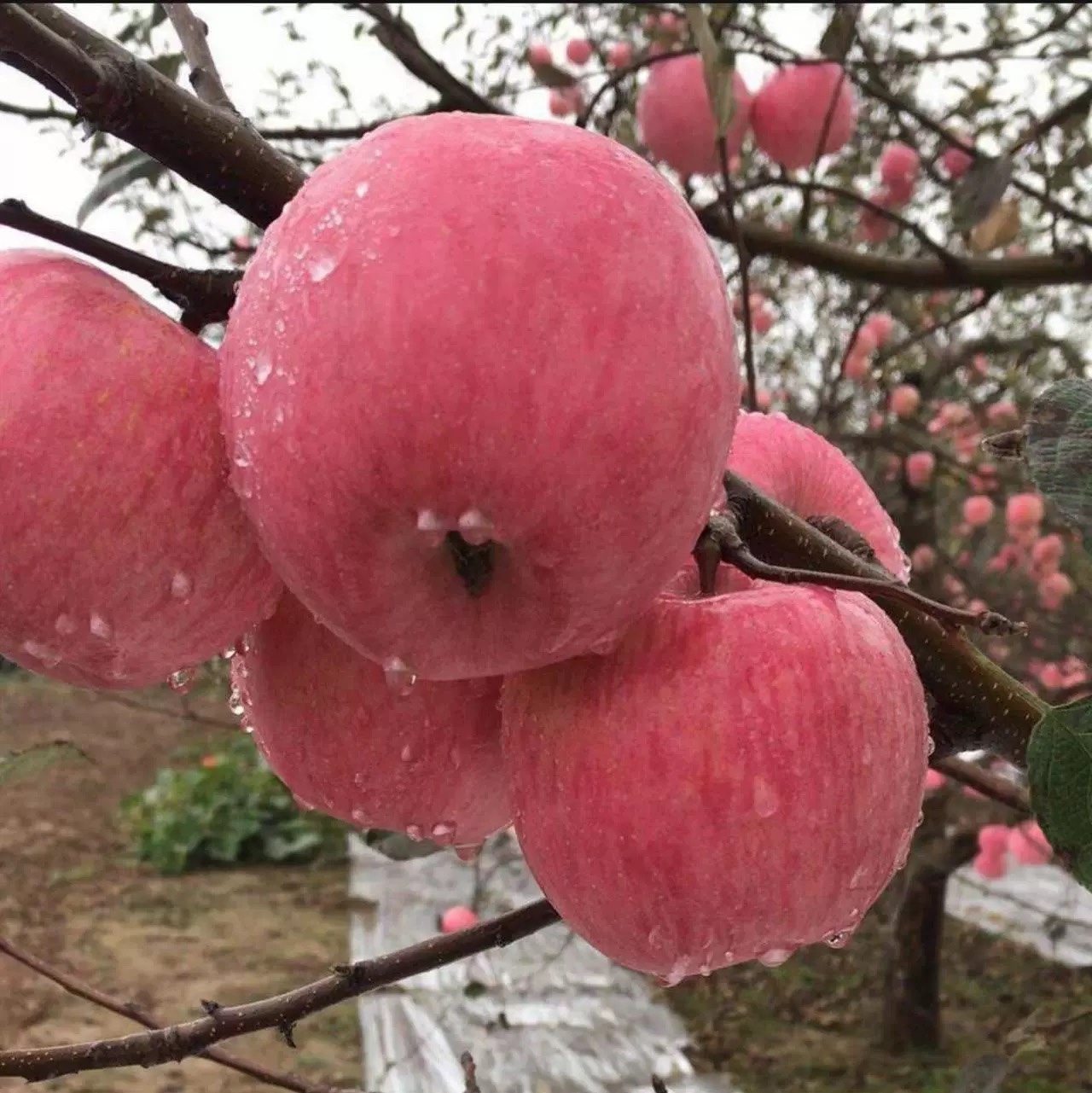 正宗万荣新鲜红富士苹果脆甜冰糖心丑苹果10斤包邮应季孕妇水果