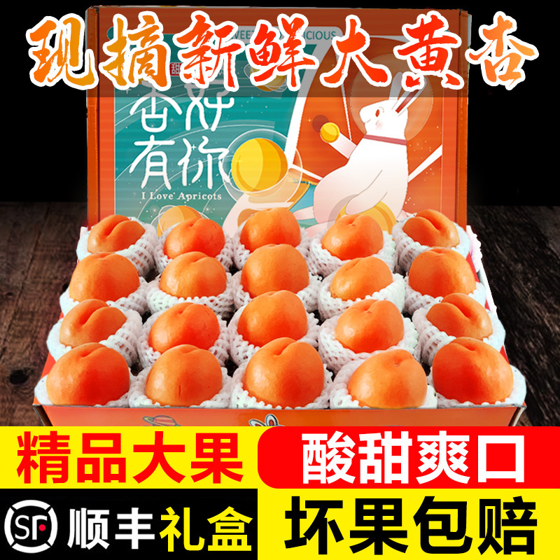 【现货】陕西大黄杏新鲜水果杏子酸甜孕妇当季金太阳杏3/5斤礼盒