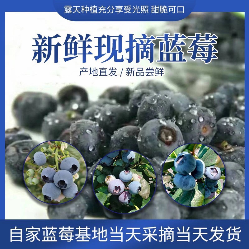 云南限量版怡颗莓蓝莓宝宝辅食当季新鲜蓝莓高山甜莓孕妇水果现摘