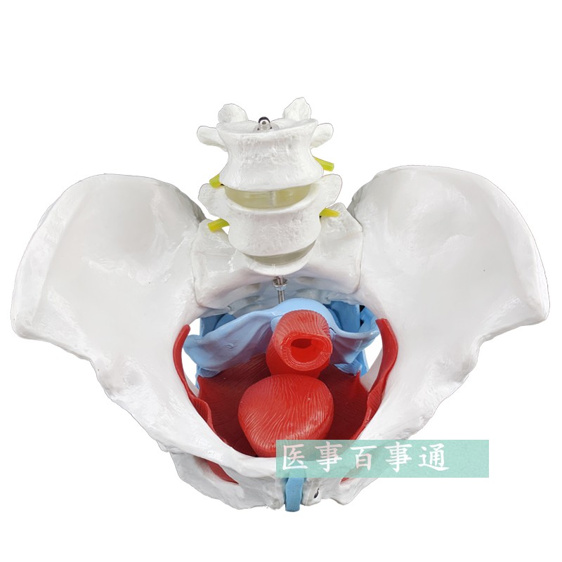 现货速发女性骨盆模型 骨盆 盆底肌模型 子宫模型 盆骨 分娩助产
