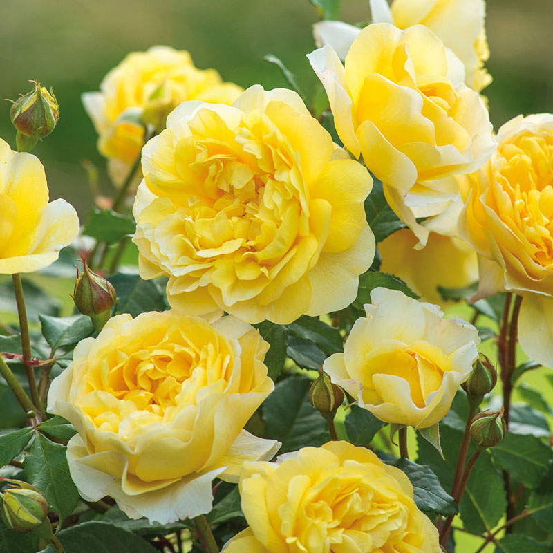 小鼹鼠园艺家浓香月季诗人的妻子灌木大花文艺女性挚爱黄玫瑰