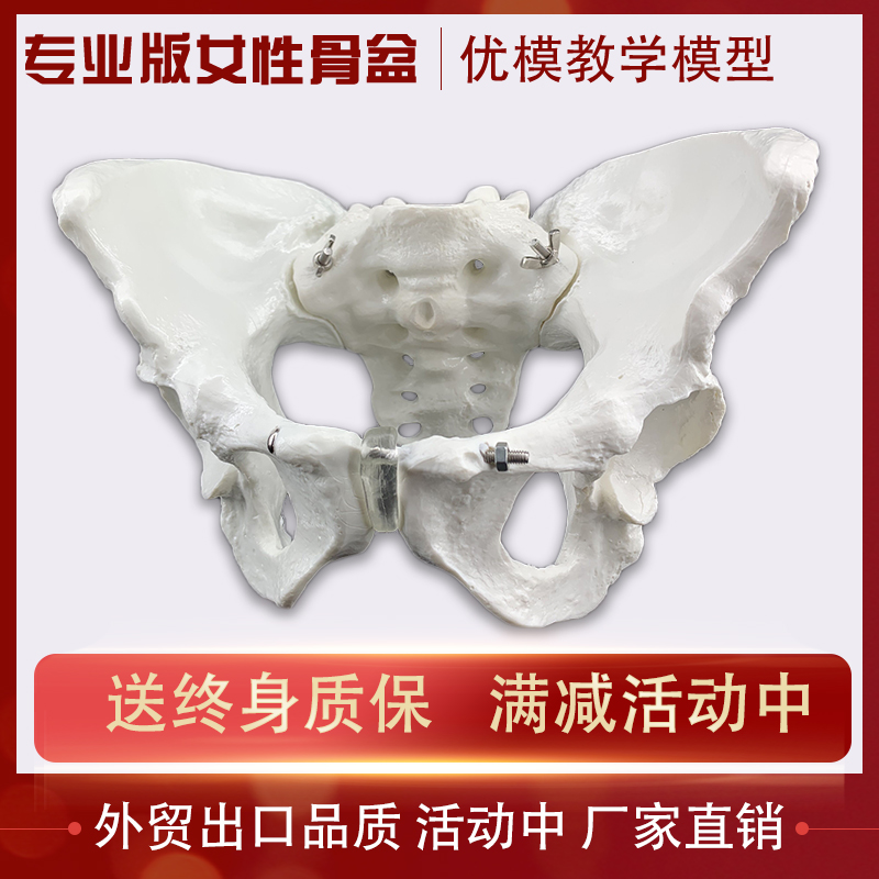 推荐标准女性骨盆模型人体医学教学盆骨结构解剖骨骼关节讲解演示