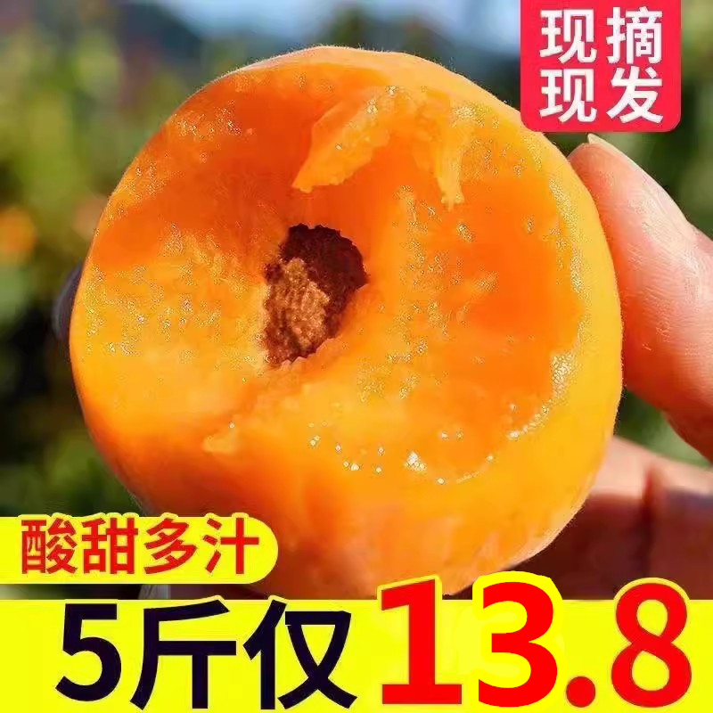 杏子新鲜水果现摘当季整箱酸甜孕妇应季时令大黄杏农家批5斤包邮