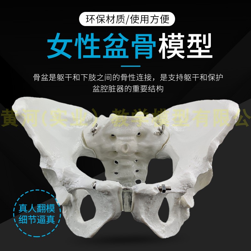 自然大女性骨盆标本模型 髂骨坐A骨耻骨演示模型 标准人体骨骼模