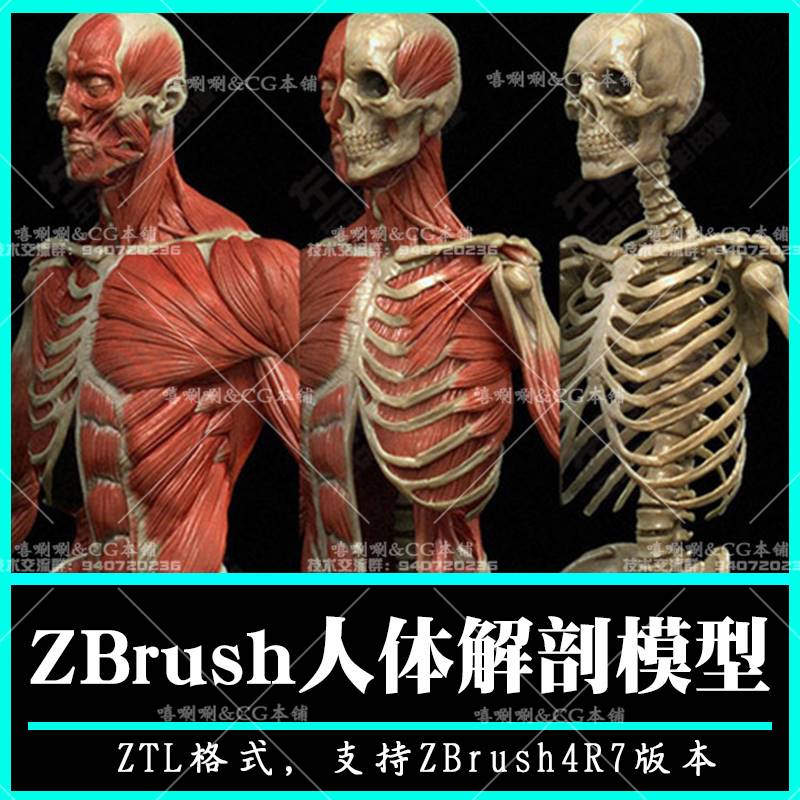 ZBrush三维人体肌肉骨骼3D模型雕刻高精细ZTL写实男性骷髅分离4R7