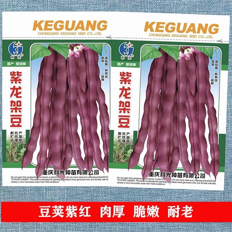 紫龙架豆种籽蔬菜春秋紫架豆种子紫架豆种子禾之元种业四季芸豆