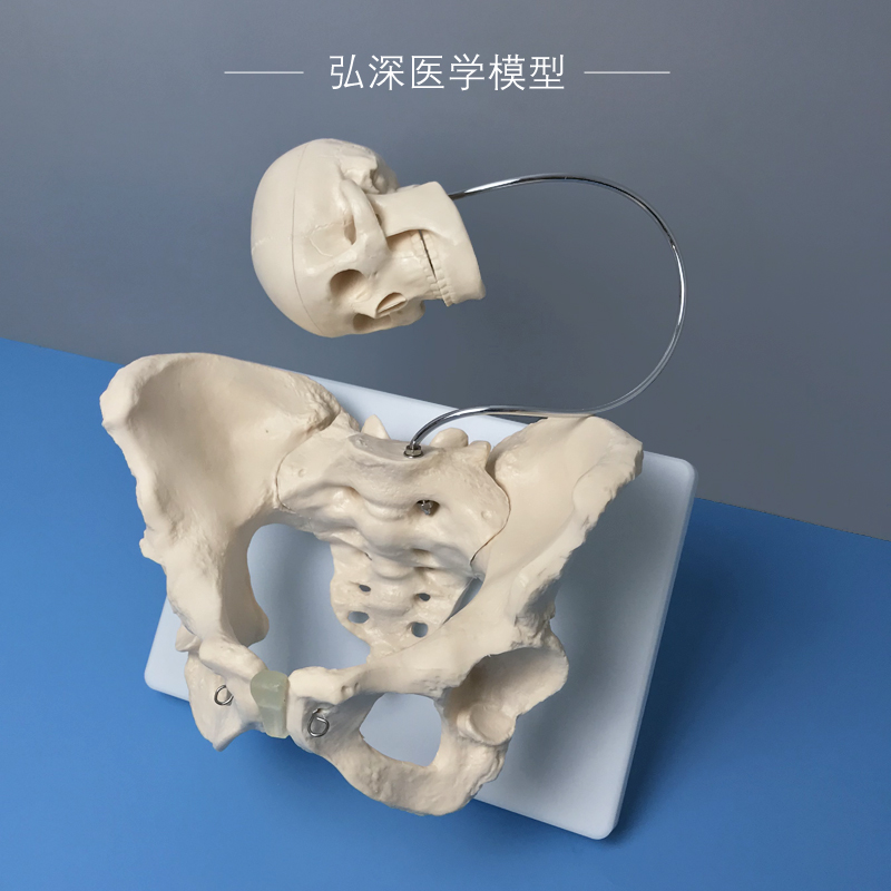 女性骨盆带胎儿头骨模型人体盆骨骼妇产科助产分娩医学示教学模具
