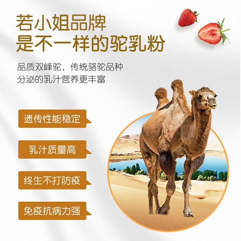 内蒙古骆驼奶益生菌高钙骆驼奶粉成人奶粉中老年人营养粉300g正品