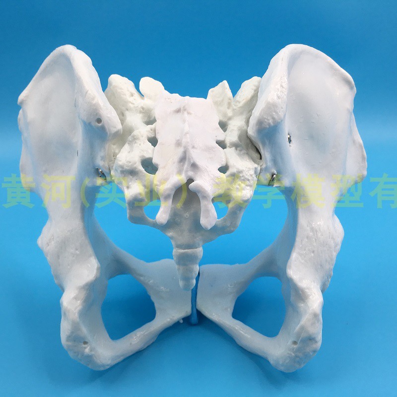 自然大女性骨盆带二节腰椎模型 髂骨坐骨耻骨演示 助产分娩示教