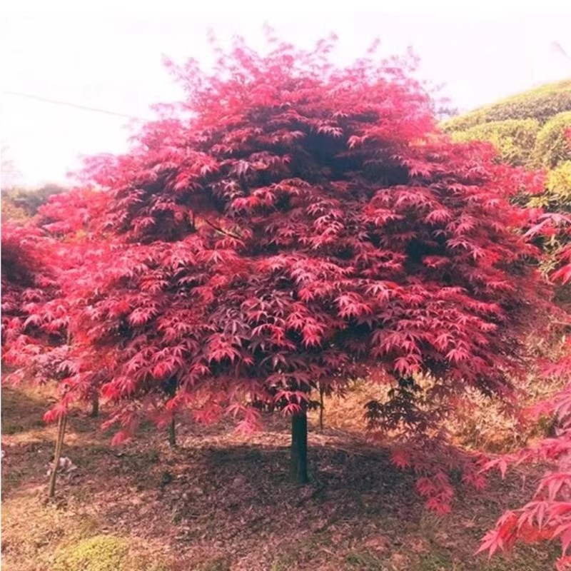 中国红盆栽红枫树苗日本红舞姬美国红枫庭院道路绿化室外四季种植