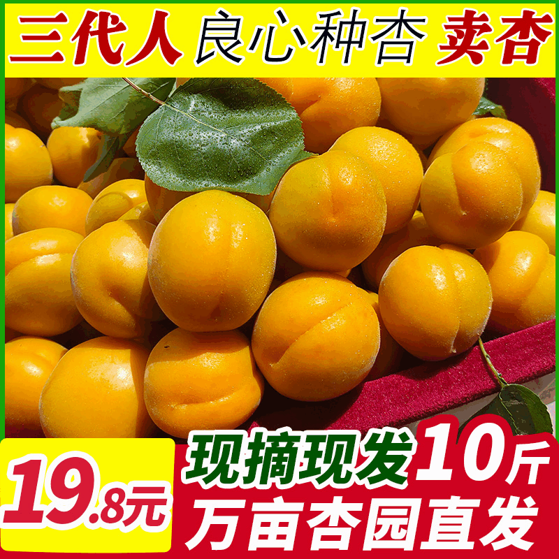 现摘大黄杏子新鲜水果当季陕西时令孕妇酸甜脆鲜杏金太阳10斤包邮