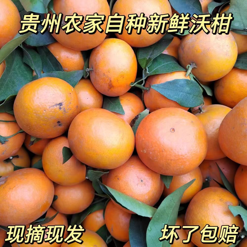 贵州平塘沃柑农家自种新鲜沃柑现摘现发沙糖蜜橘砂糖柑橘桔子包邮