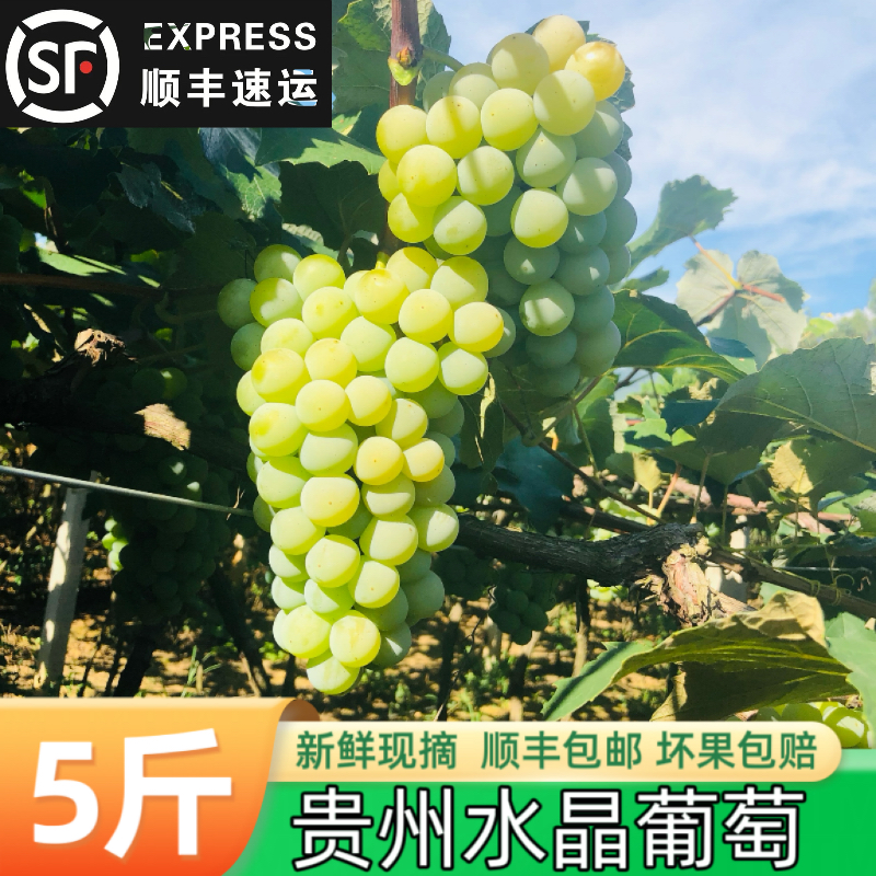 精品高端水果贵州水晶葡萄新鲜青葡萄孕妇水果绿色甜葡萄青提整箱