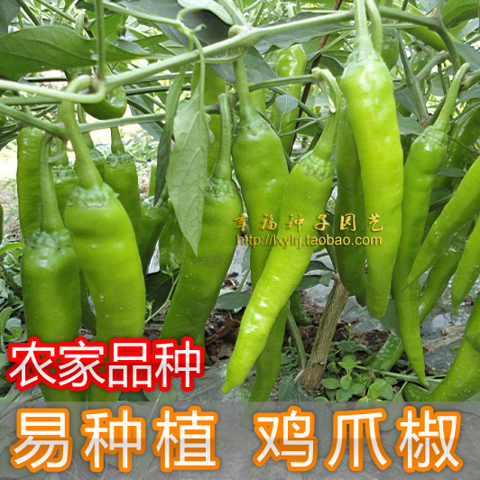 【鸡爪辣椒种子】农家品种 地理保护永安杭椒吉林 中辣  蔬菜种子