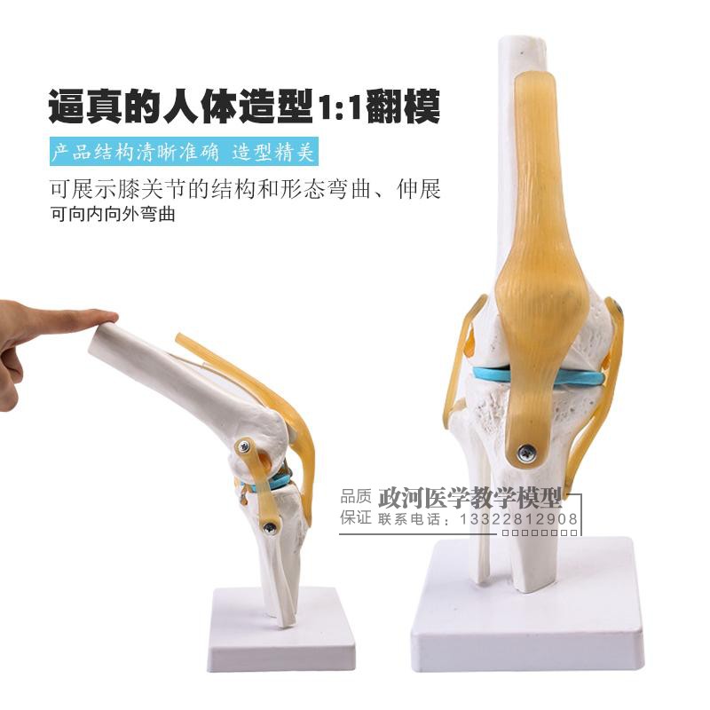 人体膝关节功能模型 骨骼骨架模型 教学医用模型 关人体节模型