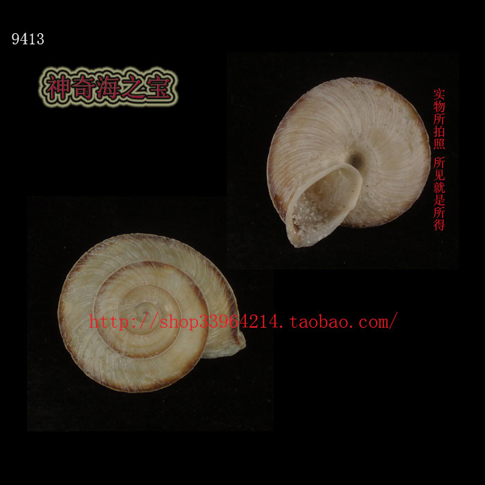 海螺贝壳（所见即所得）3.2CM 太阳蜗牛 收藏标本 9413