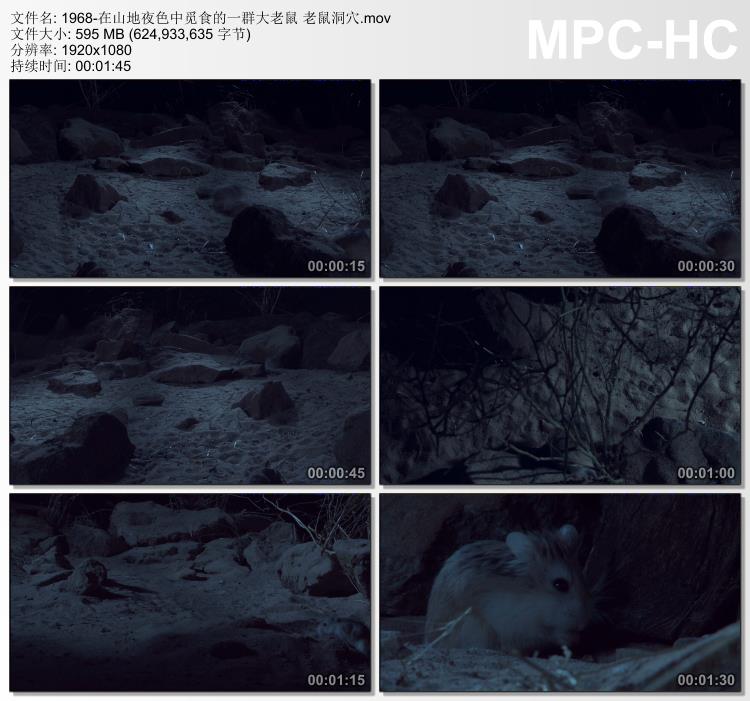 在山地夜色中觅食的一群大老鼠老鼠洞穴 实拍视频素材