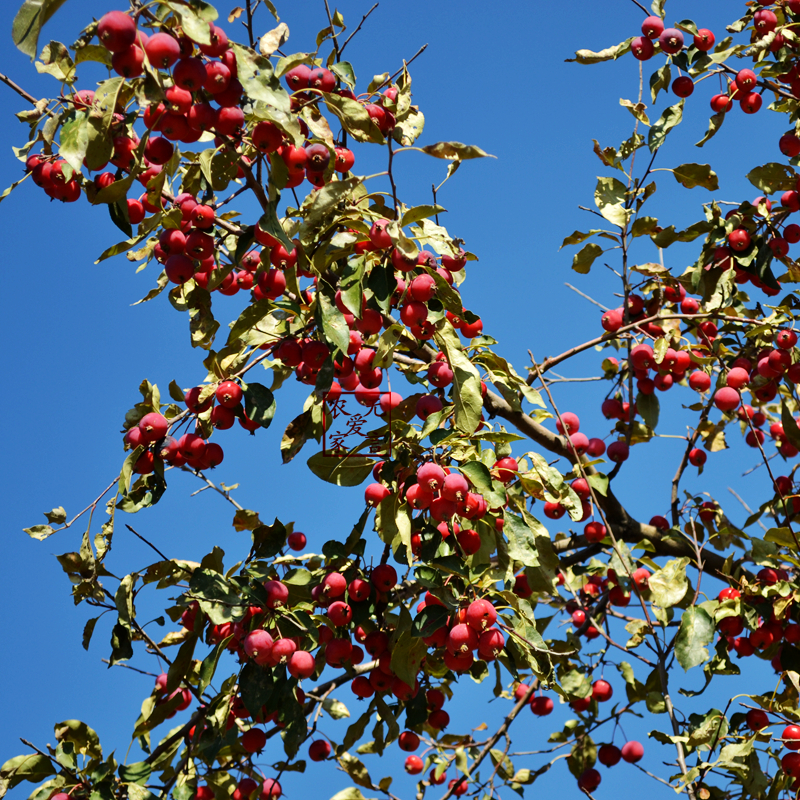 海红果树苗盆栽果树结果 果瓣子 海红子 果半子 果树庭院钙果包邮